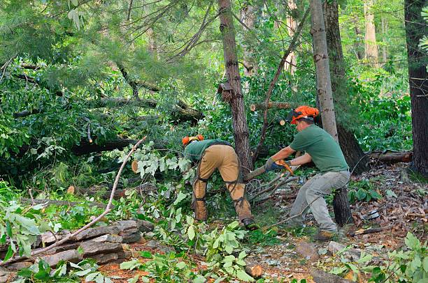 Best Firewood Processing and Delivery  in Bluewell, WV